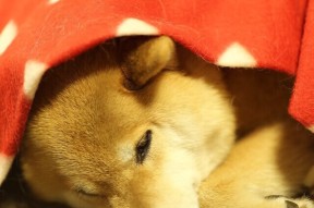 爱游戏体育APP下载-佛罗伦萨多次组织传控打破防守体系，佛罗伦萨首发