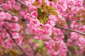 爱游戏全站app注册-新加坡乒乓未来发展：如何在国际乒乓大赛中巩固自身地位，新加坡乒乓球世界冠军