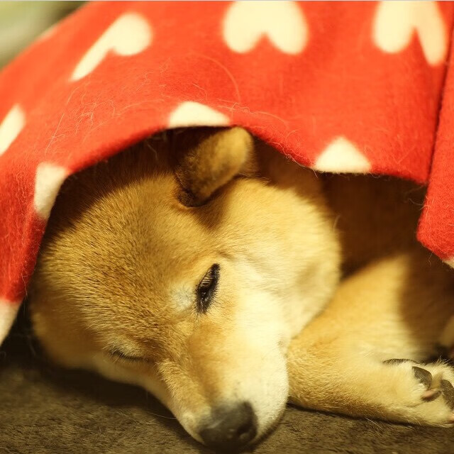 佛罗伦萨多次组织传控打破防守体系,佛罗伦萨首发